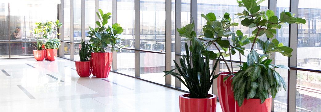 Plants
