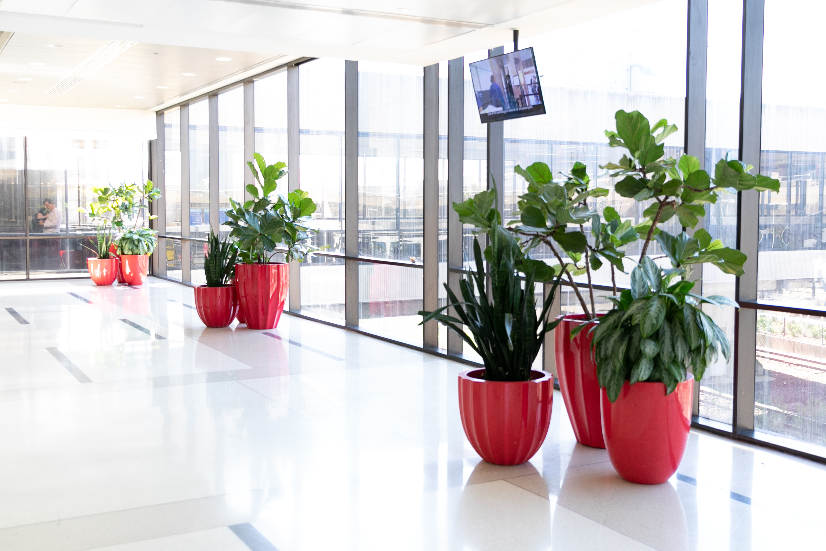 Plants inside the Terminals