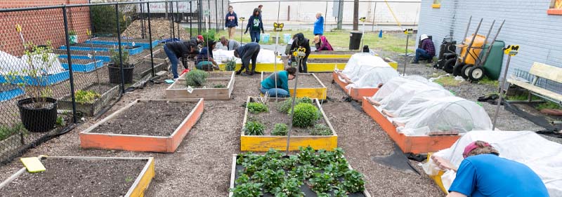 DOA staff planting in the garden at the boys and girls club