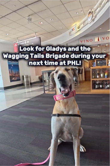 look for Gladys and the wagging tail brigade during your next time at phl