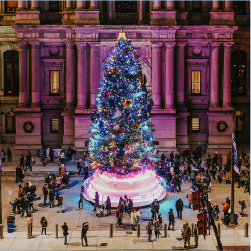 Tree with lights in front of city hall